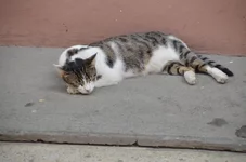 DSC_0227.jpg