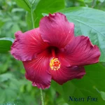 Night Fire.webp