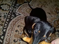 1508133491159.webp