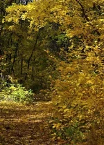  пейзаж2.webp