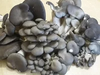 20171020_140734.webp
