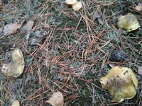 IMG_20171020_162054.webp