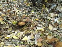  004.webp