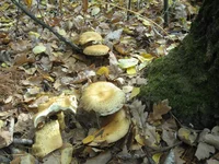  005.webp