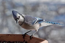 IMG_6194-1_Blue-Jay-w.webp