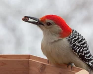 IMG_6269-1_Red-bellied-Woodpecker-w.jpg