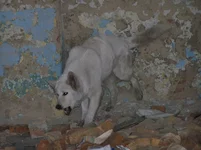 _ruins2.webp