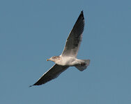 IMG_5104_Gull_10x8_w.jpg