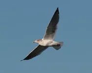 IMG_5104_Gull_10x8_w.webp