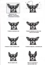 st4.webp