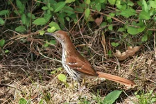 IMG_0716_Brown-Thrasher_w.webp
