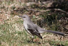 IMG_3251_Mockingbirrd_w.webp