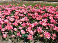 1 211.webp