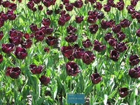 1 212.webp
