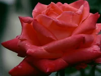 247426_4.webp