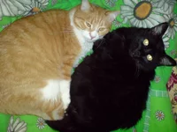 DSC00798.jpg