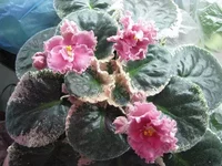 Ness Orange Pekoe.webp