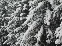 IMG_8592.JPG
