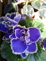 1499317974456.webp