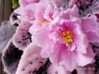 1494310111528.webp