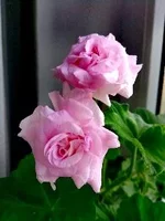 1499004044660.webp