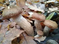 IMG_20171029_154220.jpg