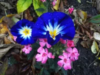 IMG_2017-10-20_102148.webp
