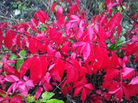 IMG_2017-10-20_084418.webp