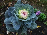 IMG_2017-10-20_083734.webp