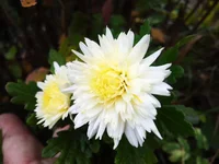 IMG_2017-10-20_083949.webp