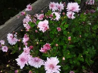 IMG_2017-10-20_083759.webp