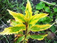 IMG_2017-10-19_140030.webp