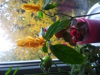 IMG_2017-10-28_135317.webp