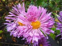 IMG_2017-10-20_084125.webp