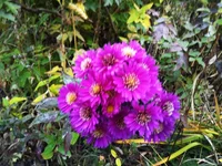 IMG_2017-10-19_165141.webp