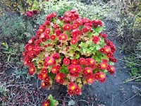 IMG_2017-10-19_135801.webp