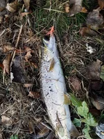 trout.webp