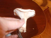 P1010004.jpg
