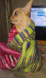 IMAG1447.webp