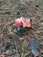 IMG_20171111_154145.webp
