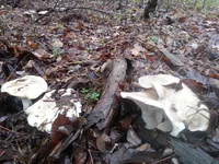 20171112_085029.jpg