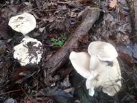 20171112_085031.jpg