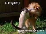.webp