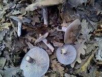 IMG_20171116_092336.jpg