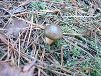 DSC03250.webp