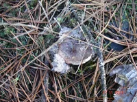 DSC03255.webp