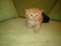 Котёнок.jpg