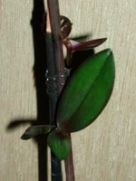  148.webp