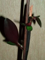  149.webp