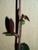  150.webp